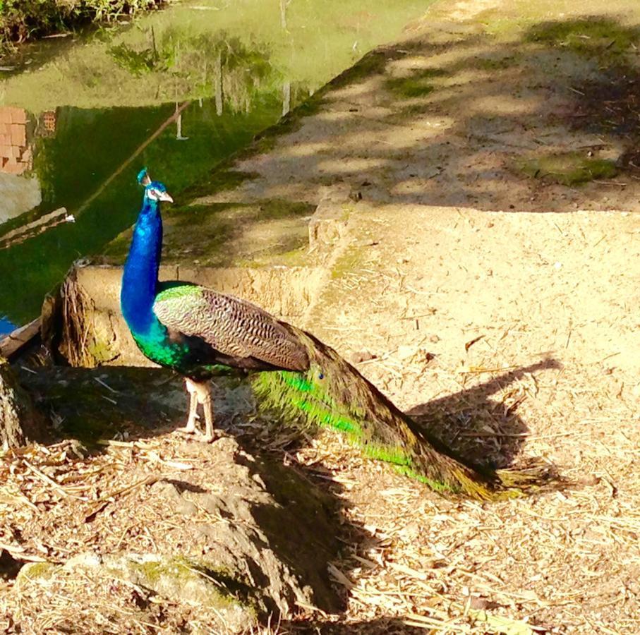 Casa De Campo,Sitio,Vale Europeu-Sc Rio dos Cedros Luaran gambar